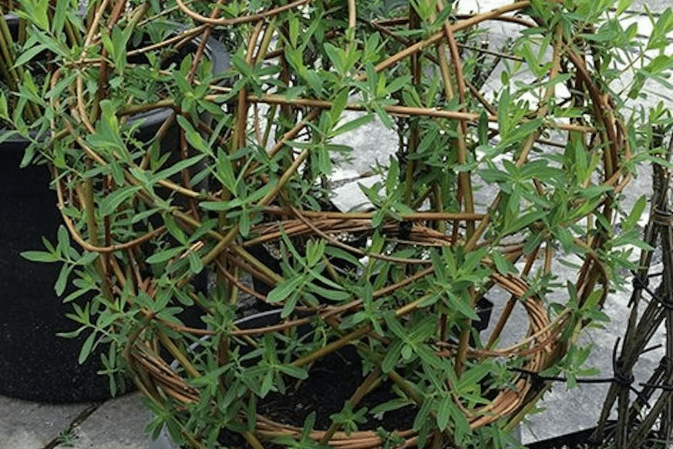 Living Willow Dome